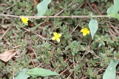 Portulaca quadrifida